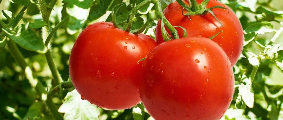 Вчені розробили помідор з ароматом попкорну