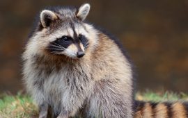 Уход за необычными питомцами: чем кормить енота в домашних условиях