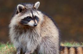 Уход за необычными питомцами: чем кормить енота в домашних условиях