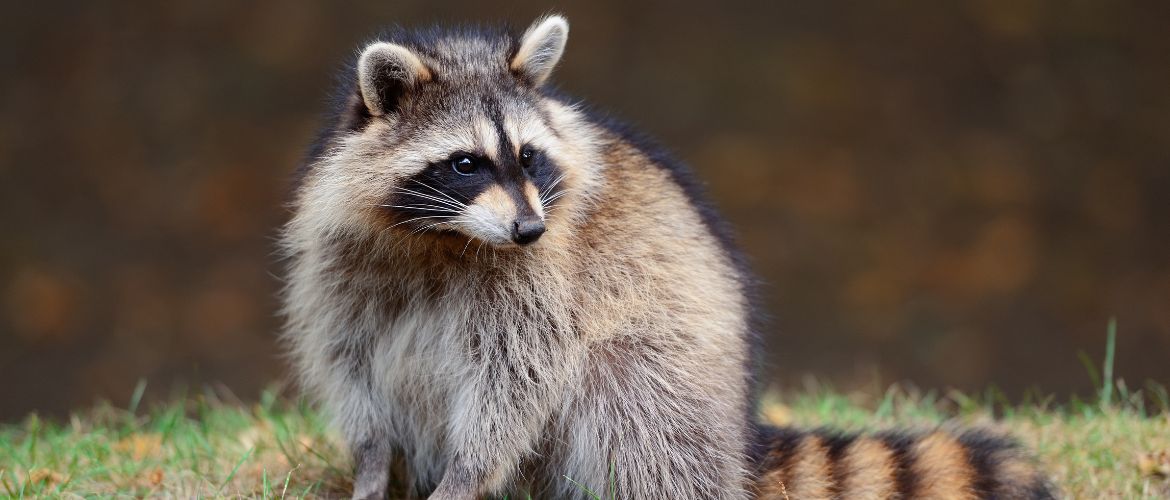 Уход за необычными питомцами: чем кормить енота в домашних условиях